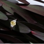 Ring, 18-carat white gold with diamonds and yellow diamonds